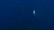 Open Ocean