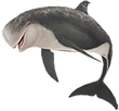 Risso's dolphin png.png