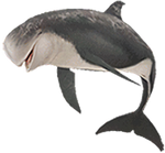 Risso's dolphin png