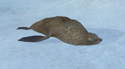Fur seals – Australian Antarctic Program