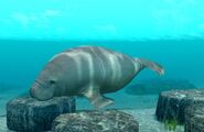 WestIndianManatee