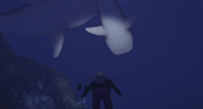 A view from below of the two whale sharks that circle above the Ruins.