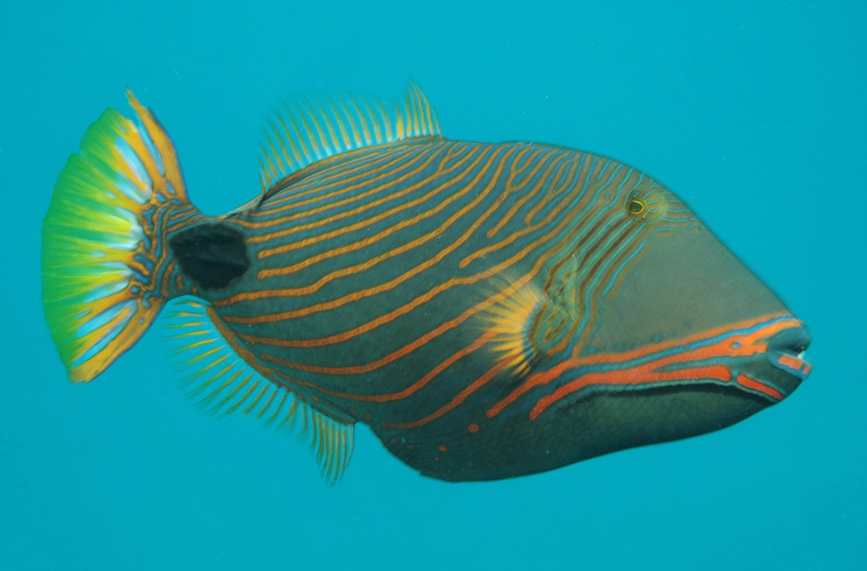 undulate triggerfish