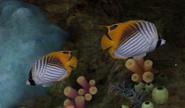 Threadfin Butterflyfish 2