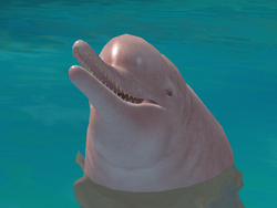 Amazon River Dolphin Partner 3.png