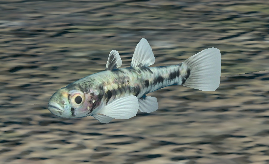 Dwarf Pygmy Goby