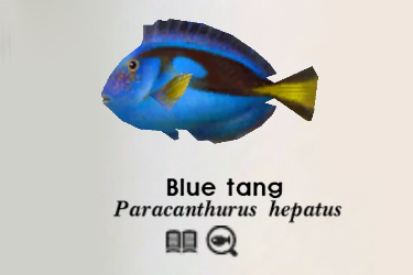 TANG - BLUE HIPPO Paracanthurus hepatus - Aquatics Unlimited