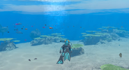Coral Reef