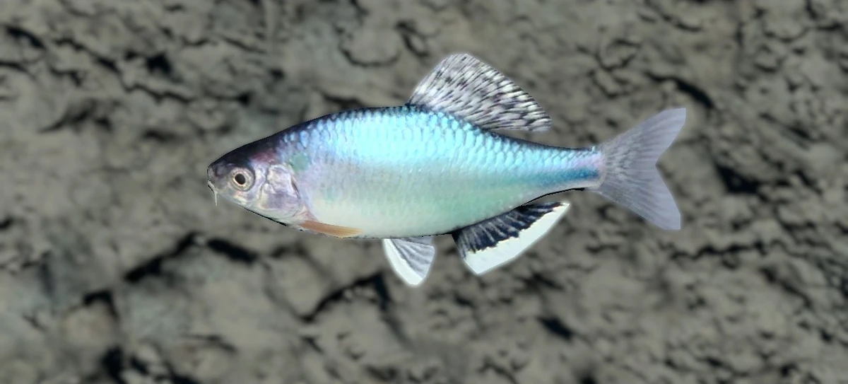 Acheilognathus Tabira Endless Ocean Wiki Fandom