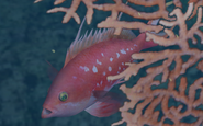 Cherry Grouper (EO1 5)