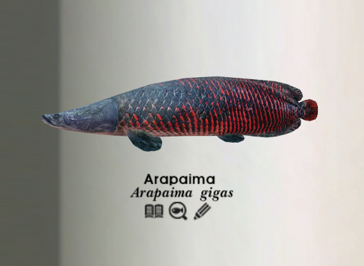 64-Inch Arapaima Fish Mount