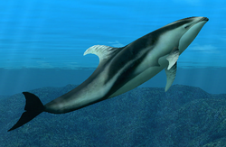 Pacific White-Sided Dolphin Partner 2.png