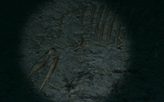 The plesiosaur fossil.