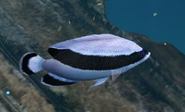 A banded angelfish as seen in the first game.