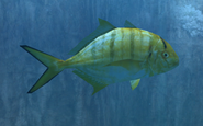 The golden trevally as it appears in the first Endless Ocean game.