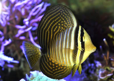 An example of a Red Sea sailfin tang. Note the exaggerated prominence of the spots.