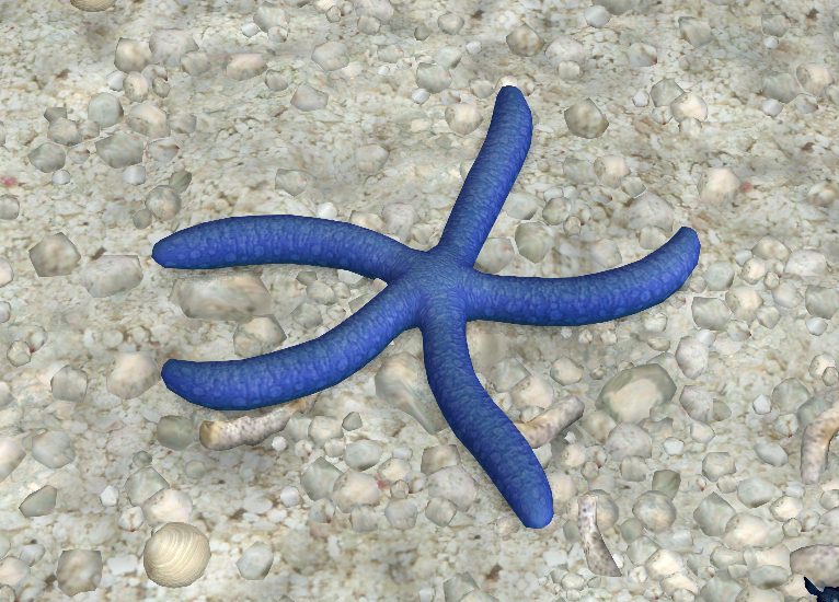 Blue Sea Star - Snorkelverse