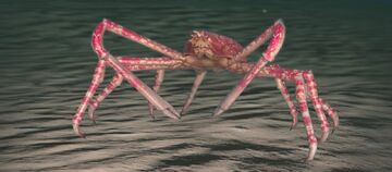 JAPANESE SPIDER CRAB - Deadliest Crustacean in the Sea - YouTube
