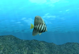 Sailfin Tang