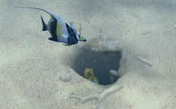 Blue spotted jawfish care best sale