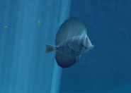 Sailfin Tang (EO1) 2.png (541 KB) A sailfin tang as seen in the first game.