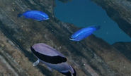 A banded angelfish alongside a pair of sapphire devils.