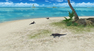 Galapagos Marine Iguana Trio