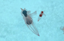 Ice Cupid