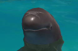 False Killer Whale Partner Scar 2.png