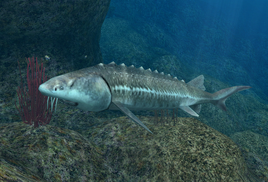Great Sturgeon