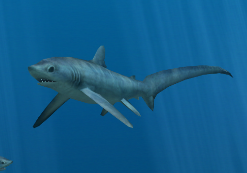 thresher shark attacks on humans
