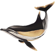 Short beaked png.png