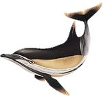 Short beaked png