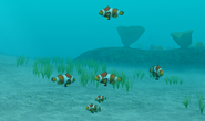 A school of false clown anemonefish in Gatama Atoll.