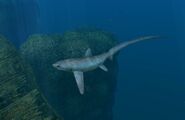 Pelagic Tresher Shark - Ciceros Strait
