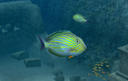 Seanstrean Reef - Medievia Wiki