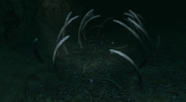 Whalebone Chasm 1