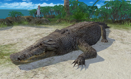 Pelago Crocodile