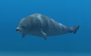 Spotted Seal (EO1 2)