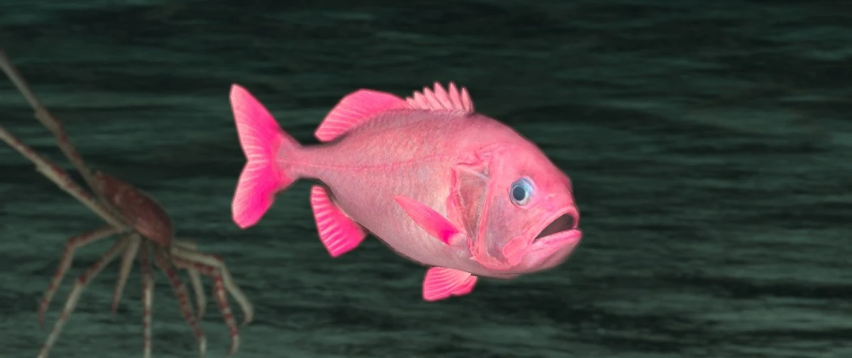 Big Roughy | Endless Ocean Wiki | Fandom