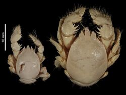 ○01)【同梱不可】Five Hydroid Species from the Gulf of Aqaba