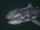 Megamouth Shark