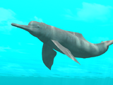 Amazon River Dolphin Partner