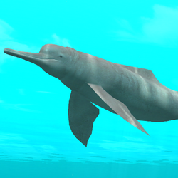 Category Freshwater Life Endless Ocean Wiki Fandom Dolphins often pursue the same fish species that commercial fishing ships are hunting and may dolphins are best known for living in the ocean, but there are also endangered freshwater varieties. category freshwater life endless