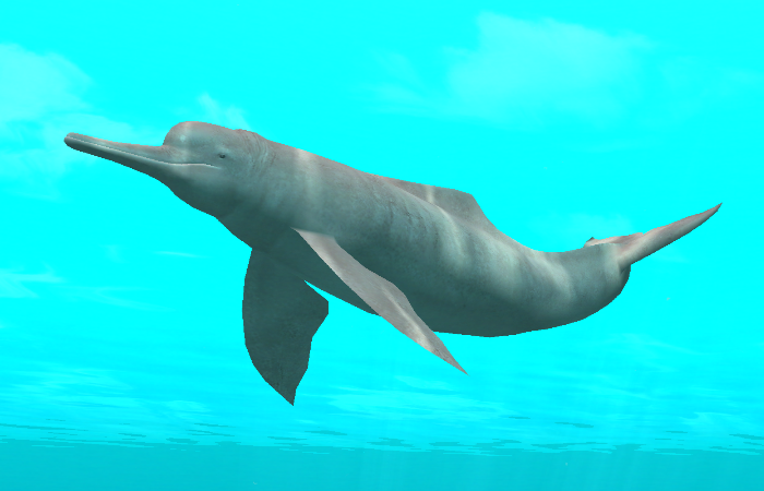 Amazon River Dolphin Partner Endless Ocean Wiki Fandom