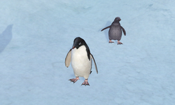 Adelie Penguin Rockhopper Penguin Gentoo Penguin Humboldt