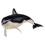 Spectacled porpoise png