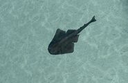 Angelshark 1