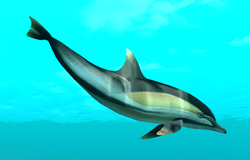その他 Artbeats Dolphins Dolphin Partners | Endless Ocean Wiki | Fandom