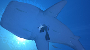 A promotional photo of a diver swimming upwards towards a whale shark and several remora.